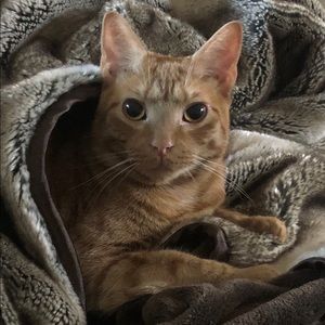 Meet your Posher, Sadie